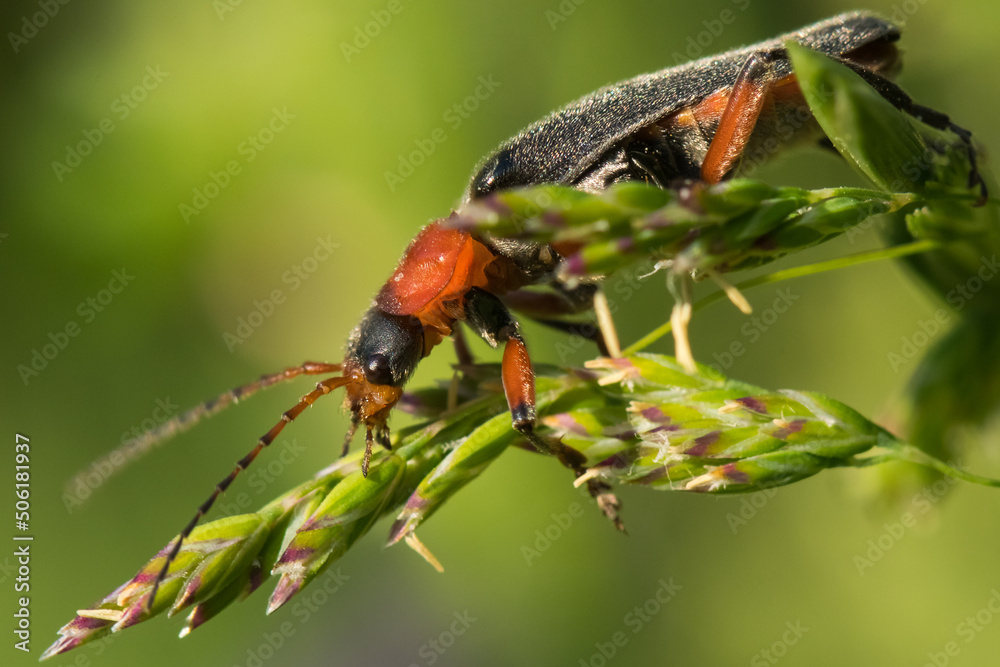 A Bug Searching for Pollen on a Green Plant A Bug Searching for Pollen on a Green Plant