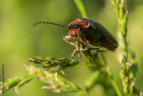 A Red-Black Bug Resting on a Green Plant and Enjoying the Spring Sun