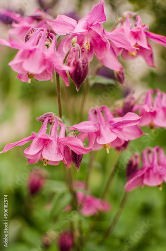 Beautiful aquilegia flowers bloom outdoors in spring for bouquets