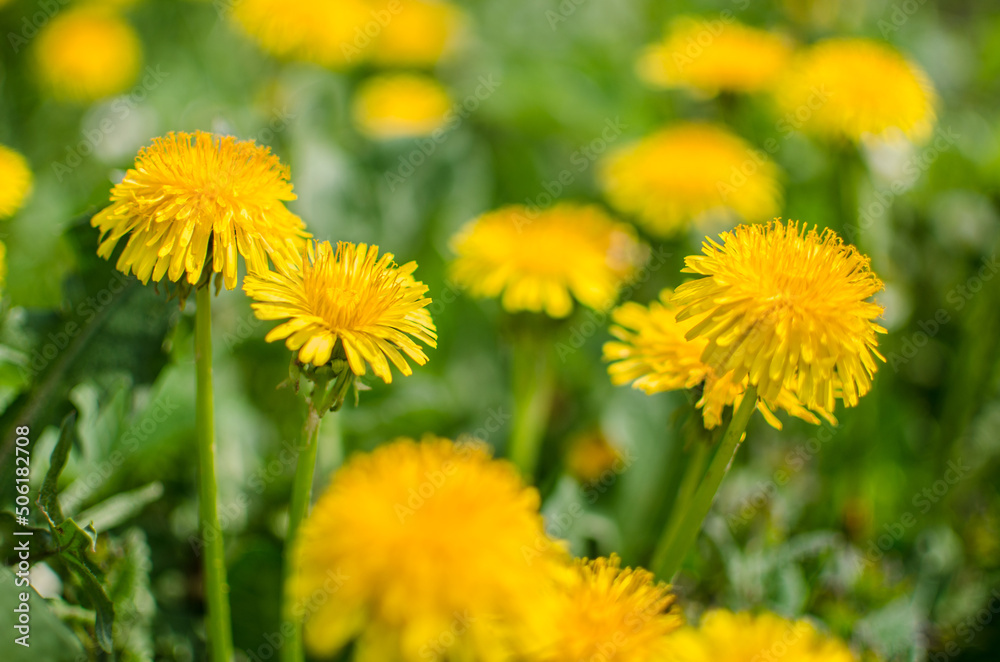 Delicate and light dandelion flowers outdoors Delicate and light dandelion flowers outdoors