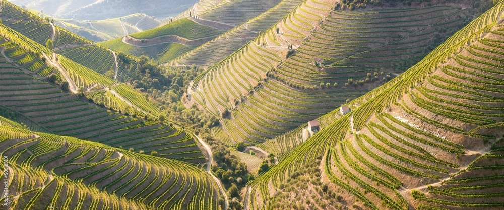 Vineyards in the Valley of the River Douro, Portugal, Portugal. Portuguese port wine.
Terrace fields. Summer season. - obrazy, fototapety, plakaty 