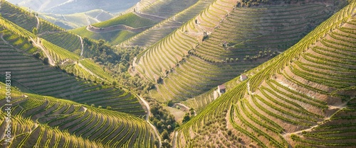 Vineyards in the Valley of the River Douro, Portugal, Portugal. Portuguese port wine. Terrace fields. Summer season.