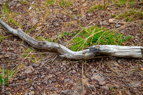 roots in the forest