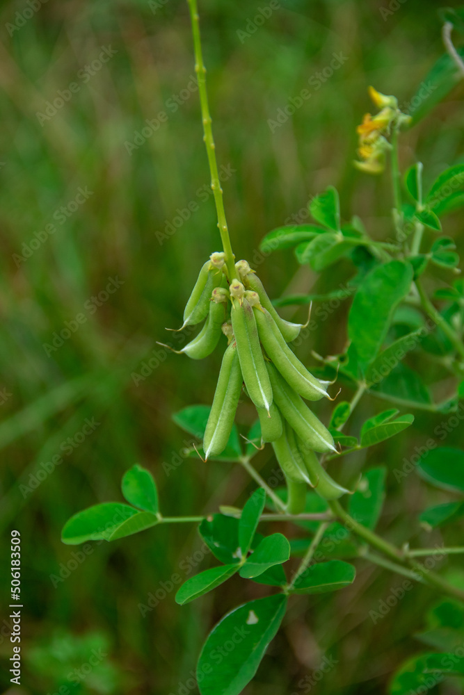 Naklejka premium Crotalaria longirostrata plant background growing in the forest