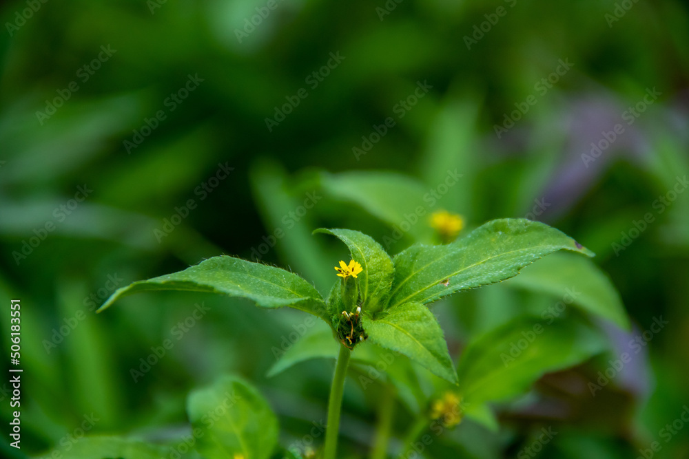 Fototapeta premium plant leaf texture close-up background