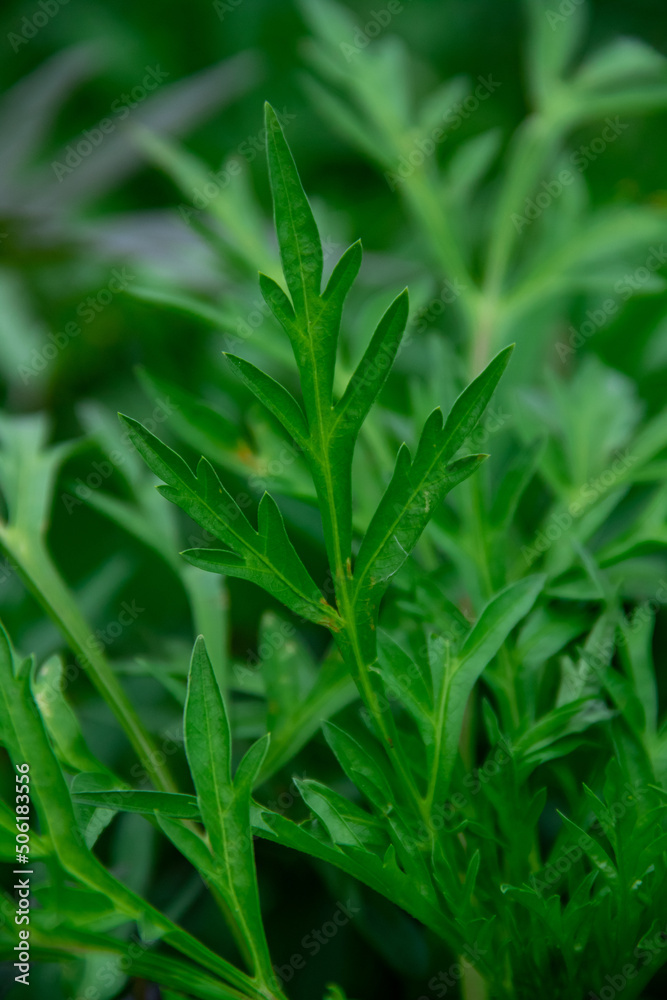 Fresh green cosmos leaf texture background Fresh green cosmos leaf texture background