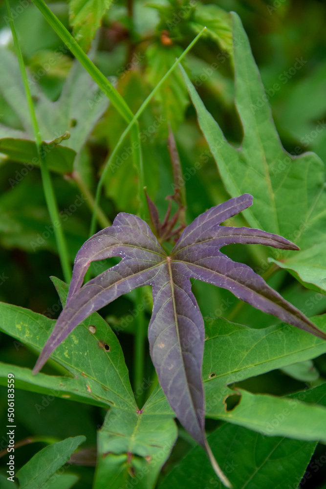 Sweet potato leaf background on the plantation Sweet potato leaf background on the plantation