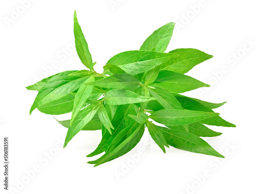 Andrographis paniculata (Green chiretta) on a white background