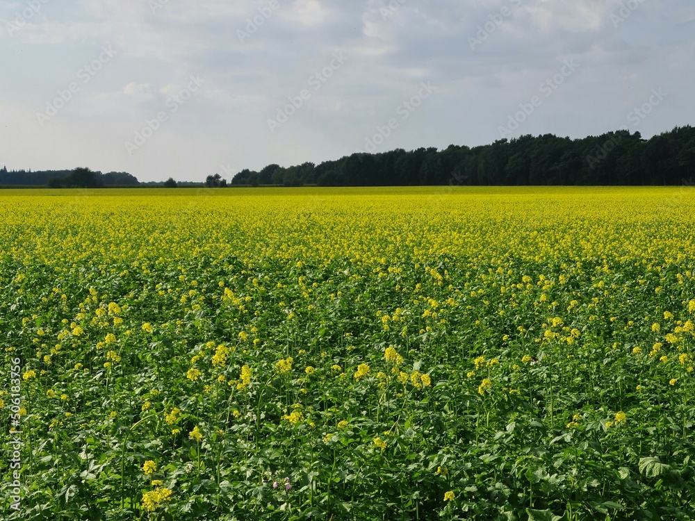 Obraz premium Senffeld