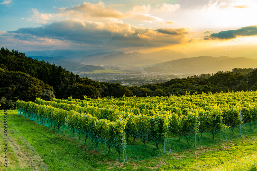 Fototapeta premium vineyard at sunset