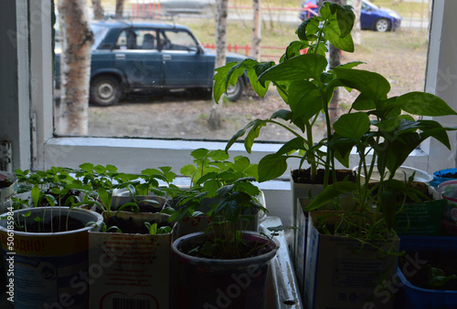 Seedlings on the window in May 