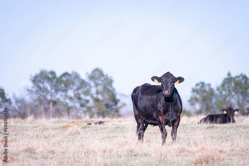 Black Angus brood cow in field