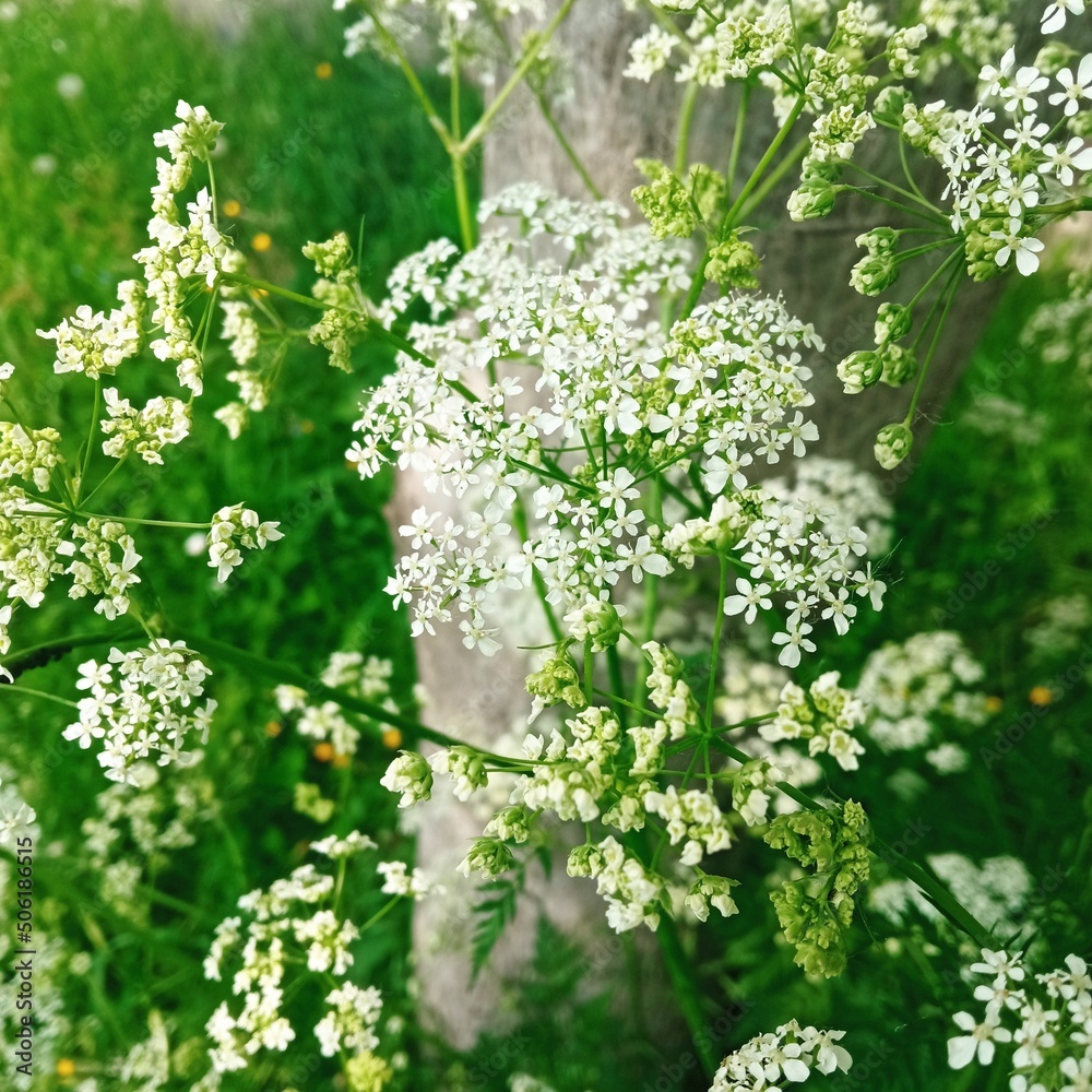 blossoming tree blossoming tree
