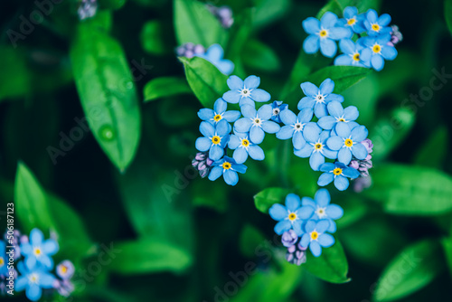 Top view of forget me not small blue flowers over green foliage.