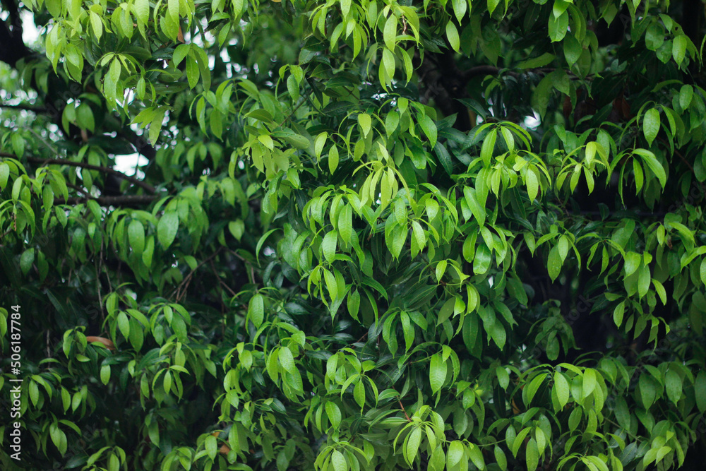 Tropical green leaves Landscape background