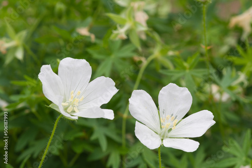 ハーディゼラニュウムの花・Hardy Geraniums