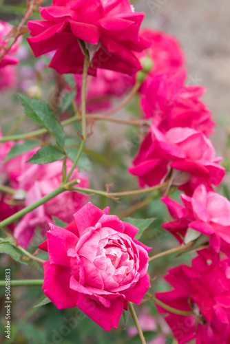 Fotografie 赤い薔薇（ルイ フィリップ）　Louis Philippe