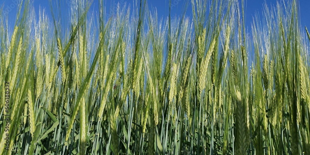 grass in the wind grass in the wind