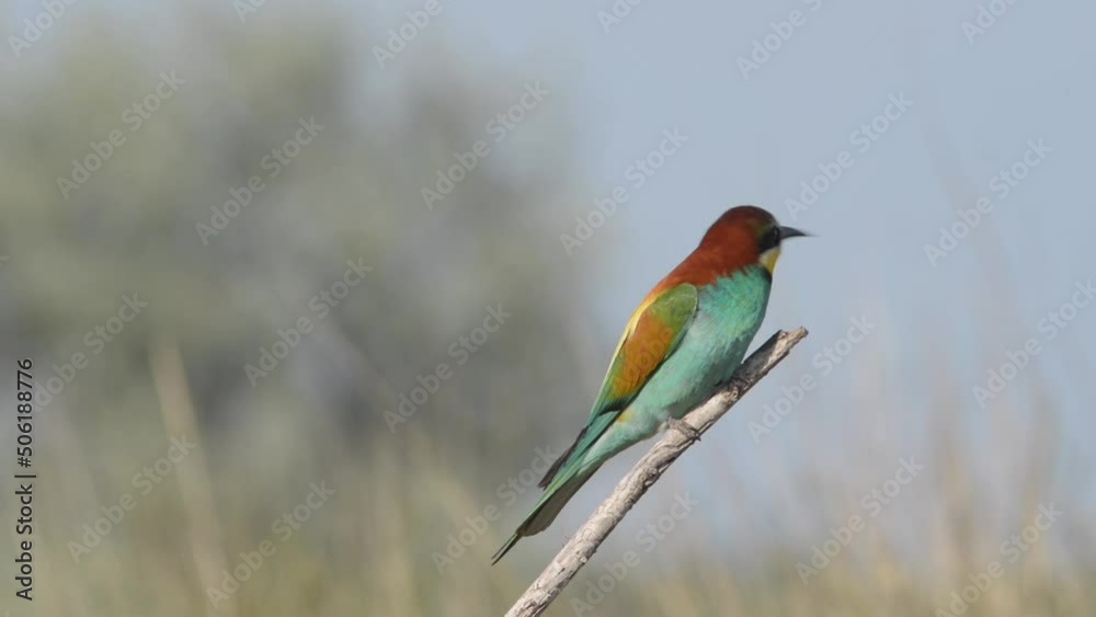 European bee-eater merops apiaster colorful beautiful bird European bee-eater merops apiaster colorful beautiful bird