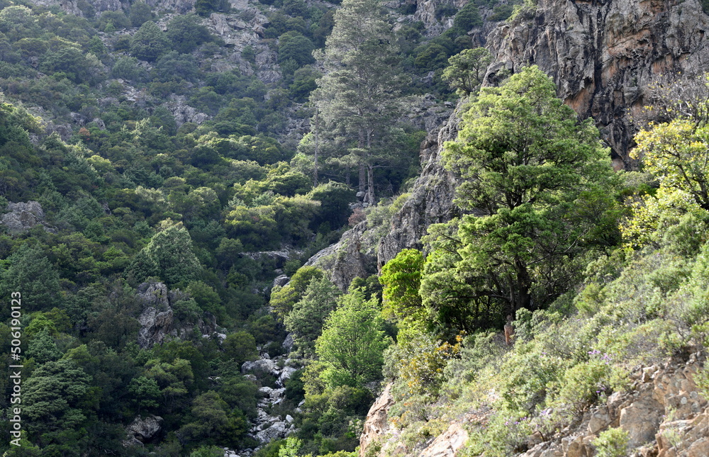 corse corse