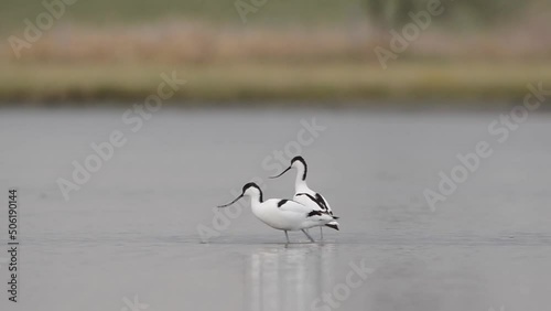 Pied avocet in the water photo
