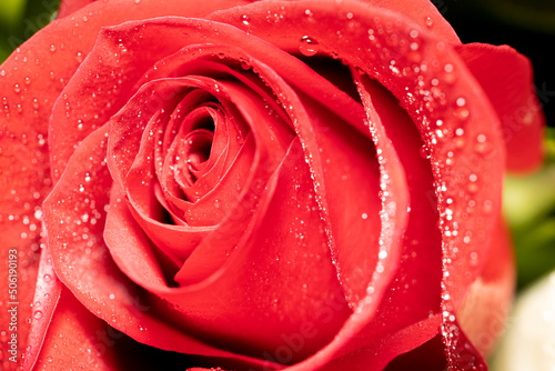 red rose with water drops