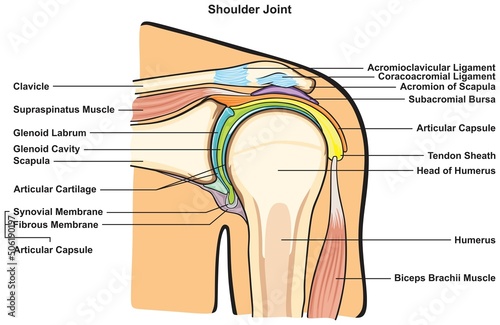 Shoulder joint anatomy infographic diagram physiology physiotherapy medical science education bones muscles ligaments bursa cavity capsule cartilage membrane human body health vector 