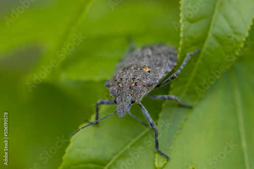 bug on a leaf