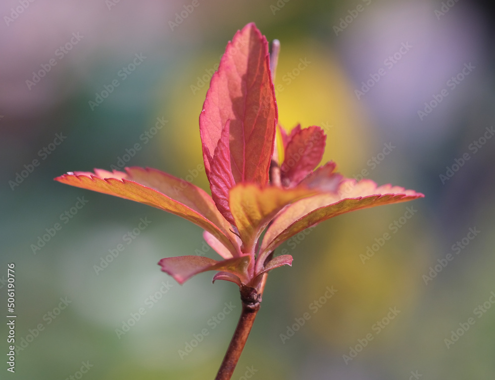 młode liście wiosną