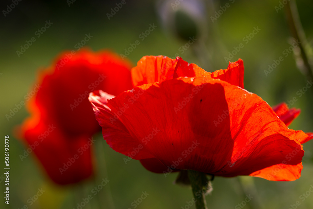 red poppy flower red poppy flower
