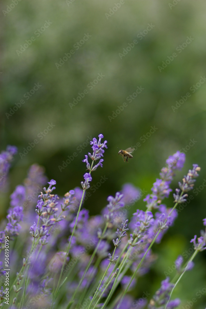 bee on lavender bee on lavender