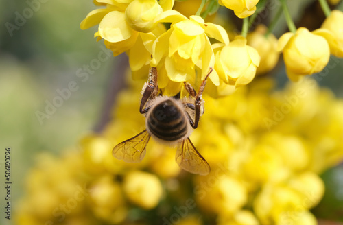 pszczoła na mohoni pospolitej 4