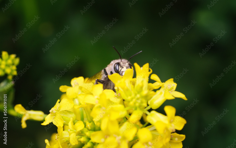 pszczoła ,gorczycznik wiosenny 1 - obrazy, fototapety, plakaty 