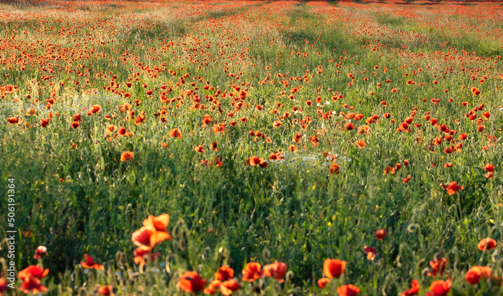Field with red poppies in green grass at sunset


