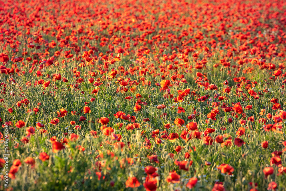 Field with red poppies in green grass at sunset


