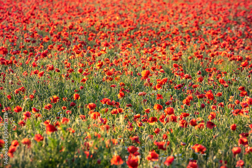 Field with red poppies in green grass at sunset© Maria