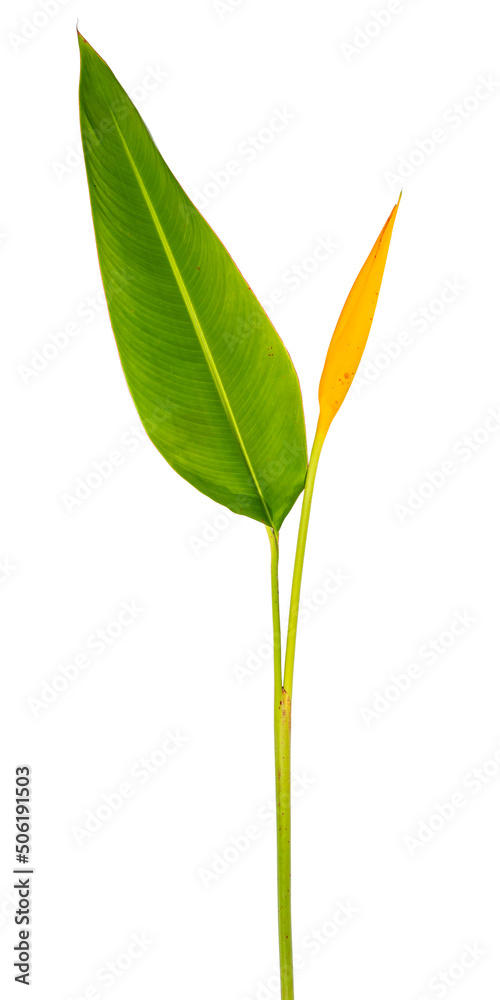 Heliconia flower blooming on isolated white background.Clipping path floral object. Heliconia flower blooming on isolated white background.Clipping path floral object.