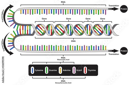 Central dogma of gene expression infographic diagram process transcription translation DNA RNA protein formation biology genetic medical science education strand chain replication vector chart