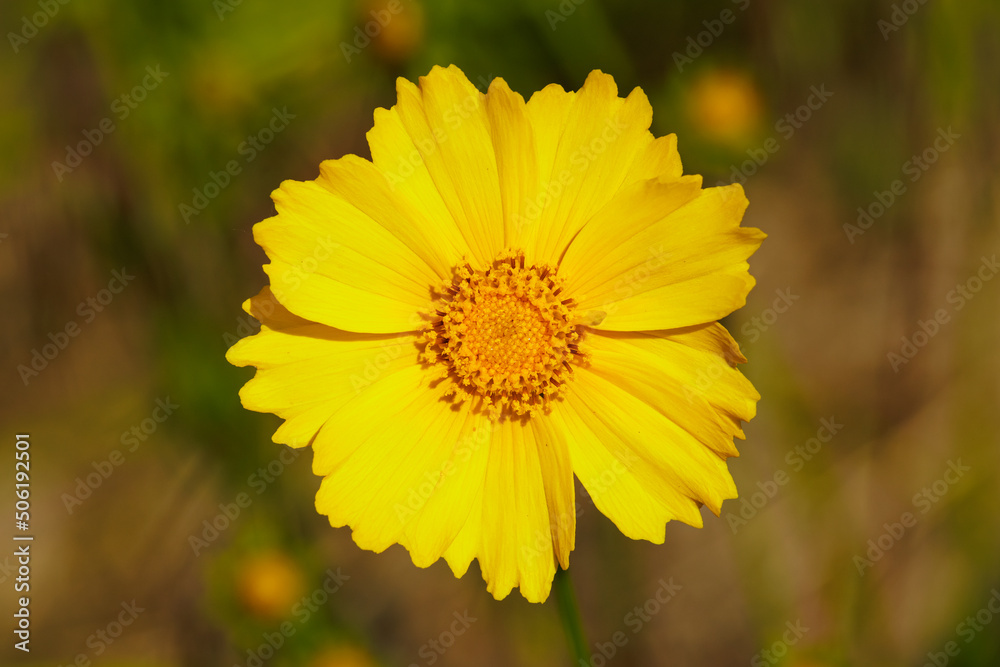 Closeup Coreopsis lanceolata. beautiful yellow flowers. Closeup Coreopsis lanceolata. beautiful yellow flowers.
