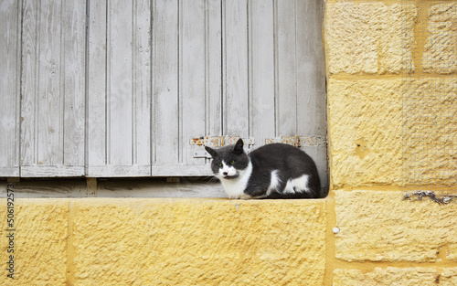 chat sur le rebord de fenêtre photo