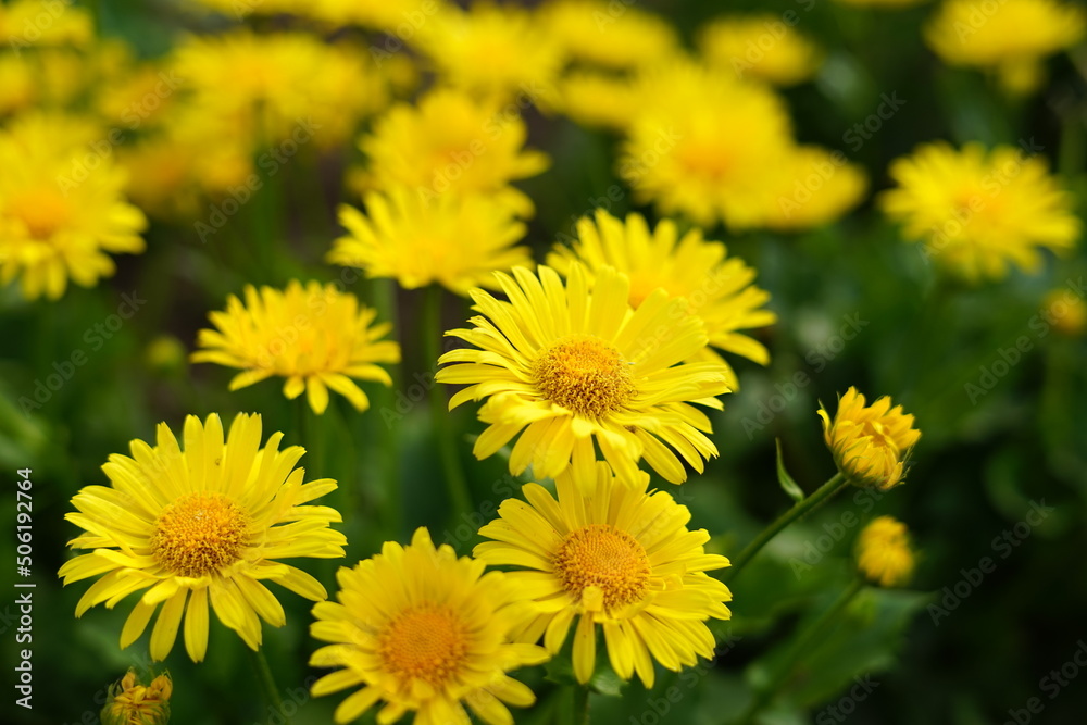 Blooming yellow flowers. Selected focus. The background is blurry. Blooming yellow flowers. Selected focus. The background is blurry.