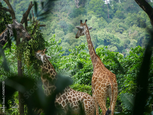 Fototapeta Giraffe : a tall African hoofed mammal belonging to the genus Giraffa