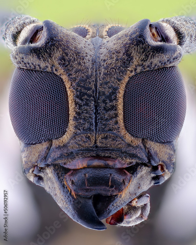 Compound eye of longhorn beetle photo
