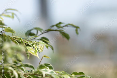 Butterfly on a green leaf.