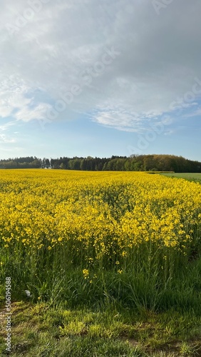 Ein Rapsfeld bei leichter Bew  lkung vor einem Wald. Gr  n  Gelb  Weide  Acker  Feld  Raps  l