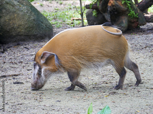 Red river hog : The red river hog or bush pig, is a wild member of the pig family living in Africa photo