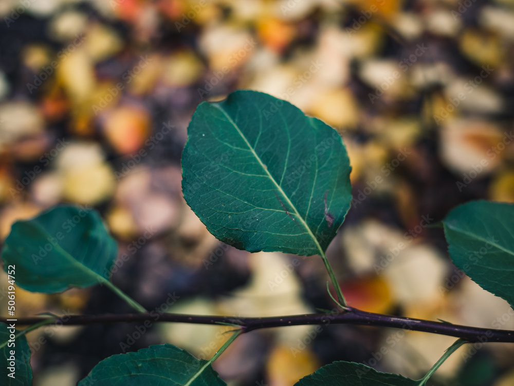 Obraz premium Green leaf