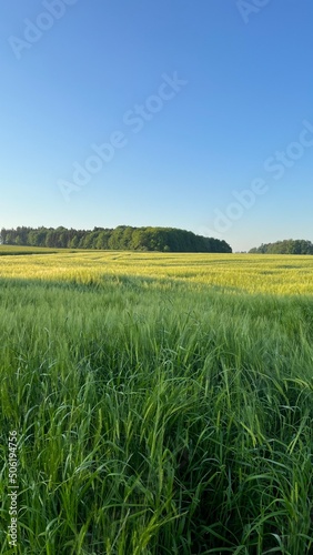 Eine wundersch  ne Aussicht. - Landleben pur  Mitten in der Natur  Vertical  Wiese  Feld  Acker  Wald  Rapsfeld  Weizen  blauer Himmel  Landleben