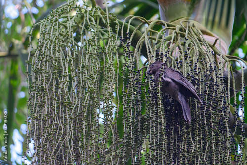 Close-up photo of a Seychelles Black Parrot (Coracopsis barklyi - endemic to Seychelles) eating berries on a palm tree photo