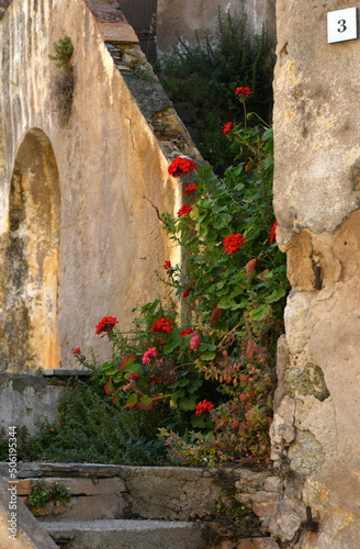 calvi